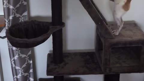 Chihuahua climbs cat tree to steal cats food