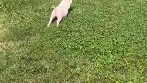 FUNNY PIG - ANIMALS