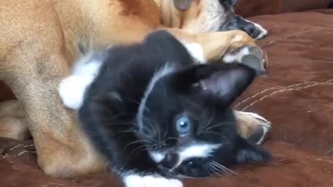 Cats Can't Stop Giving Their Dog Mom Kisses