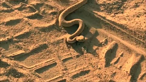 Dubai desert snake Cerastes.