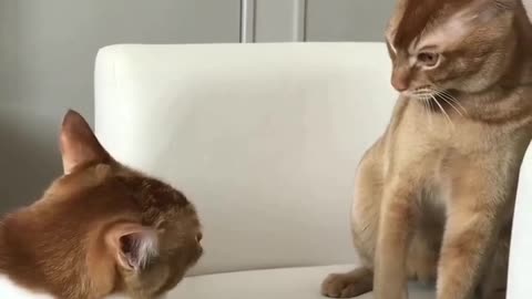 Cats fight
