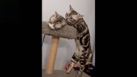 Cute little kittens playing