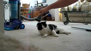 Spalding the cat loves to be vacuumed