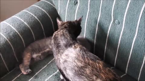 Rude little Kitten won't let sister sleep And then Mamma Cat gets involved