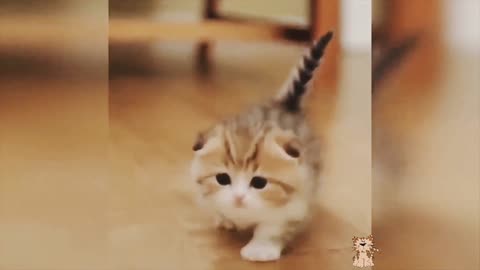 Babycats Baby Cats Video Cute Pets And Funny Animals 2021 Compilation #6 FOND OF ANIMALS