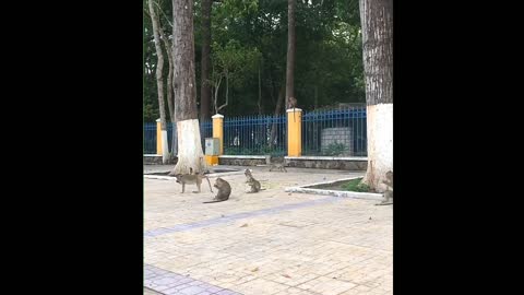 Invasion of monkeys near the road