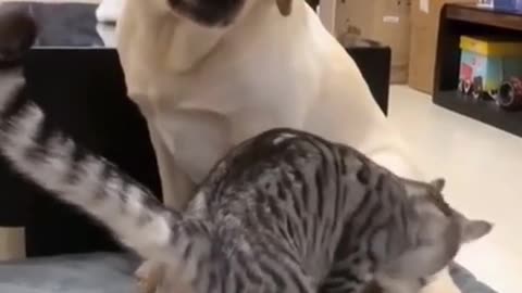 🤣Funny Animals 2023🐕🐈Dogs and Cats #2
