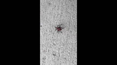 Big Red Bug