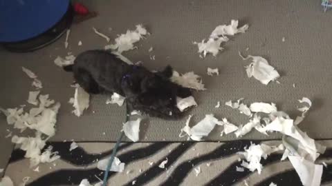 My Schnoodle puppy Blu destroying the heck out of a toilet paper
