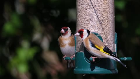 BEAUTIFUL EURASIAN GOLDFINCH