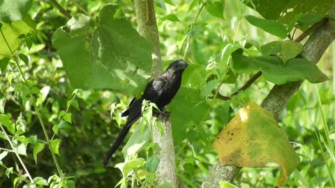 Watch a black bird in the trees with great music