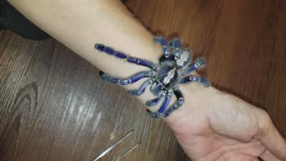 Crazy Blue Tarantula