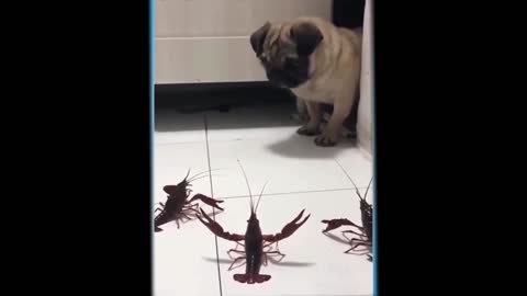 dog vs crabs