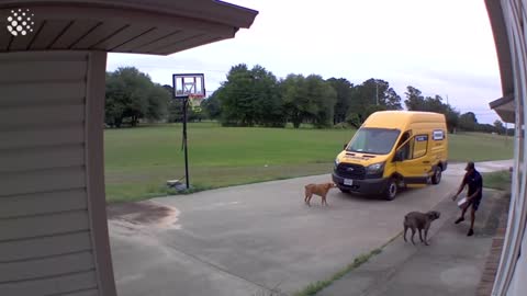 Pit bull teaches delivery driver how to dance