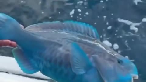 Blue Fish with Funny Looking Teeth