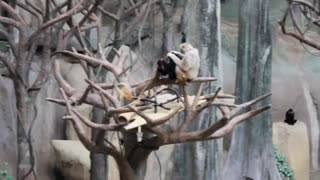 Baby Calico Gorilla Playing at the Zoo