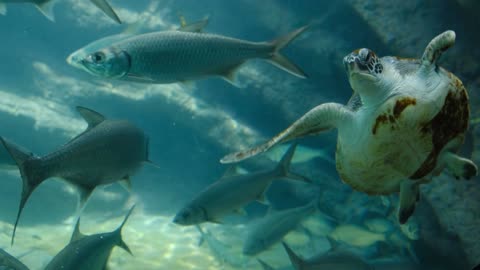 Fish swimming under water