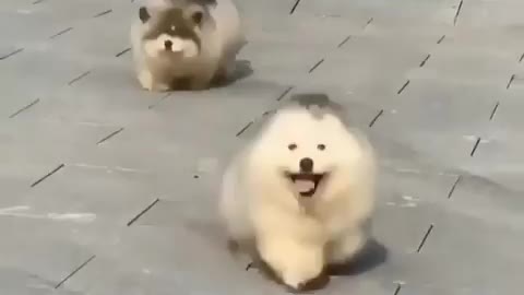Cute puppy Walking to road