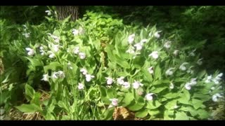 Grandmother Showy Lady Slipper Blooms Just Listen 2020