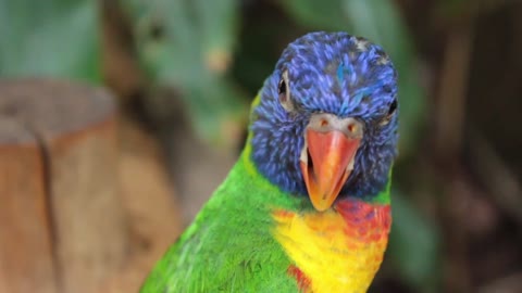 See the beauty and colors of the parrot