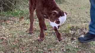 Day old calf can hit you where it hurts.