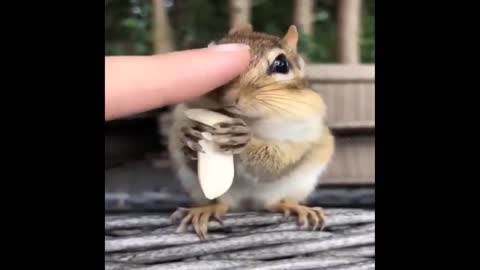 kolochka eats nuts she is small and good