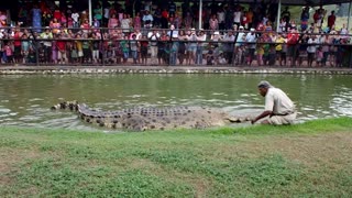 Man of Port Moresby Know How To Control Hungry Crocodile