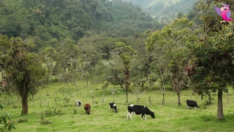 Grazing Cows in a Field