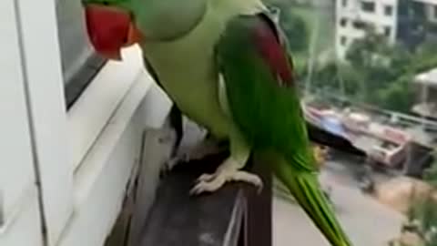 Parrot calling mummy while locked outside!
