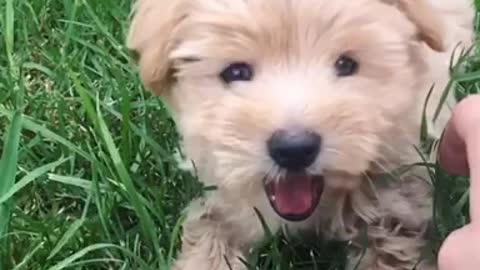 Slo-mo video of a small maltese-shih tzu yawning while laying in grass