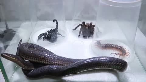 Snake vs scorpian vs tarantula fight