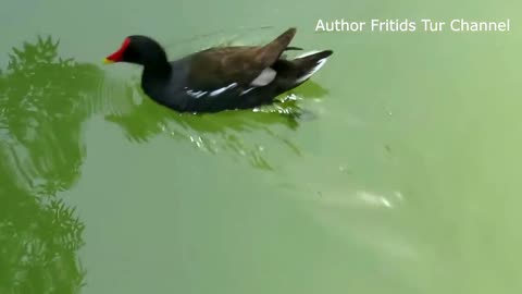 Muscovy duck (Cairina moschata) Valencia City Park