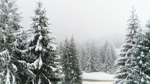 Snowing in a foggy forest, slow motion