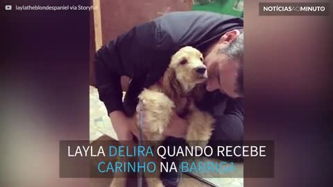 Layla, a Cocker Spaniel que ama carinho na barriga