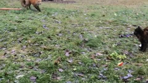 Cats Defend Their Home Turf Against A Fox | Fox Doesn't Stand A Chance Against These Cats