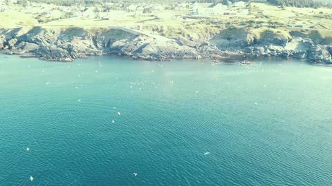 Whales Frolicking and Feeding in Pouch Cove