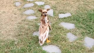 Dog and Duck Love to Playfight