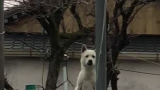 Scary Jindo Dog