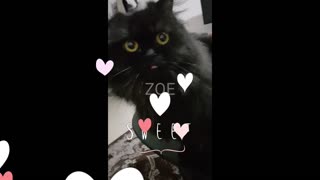 Music black cat sticking tongue out and getting pet