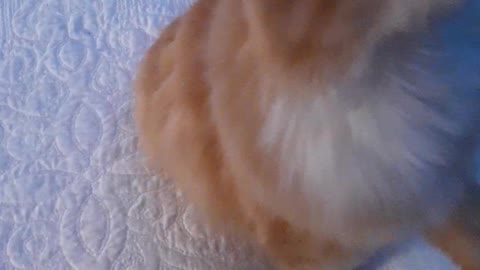 AMAZING CAT TRICKS! KITTEN CAN "GIVE ME 5!"