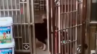 Funny Dog Videos