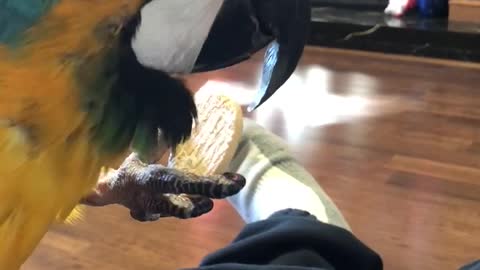 parrot enjoys her cookie