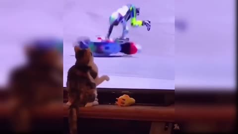 Funny Cats Video 2022