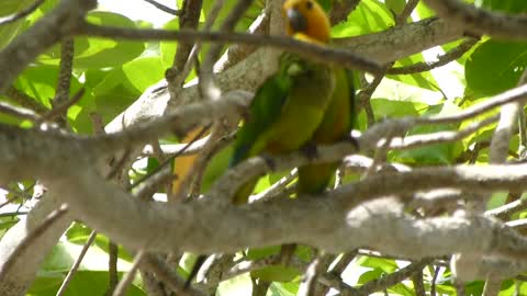 lora parrot of Bonaire