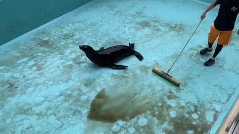 A Cute sea lion Playing