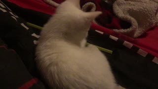 Small White Kitten She Attacc She Pounce part 2