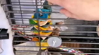 Quaker parrot is persistent