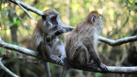 Two monkeys on a tree