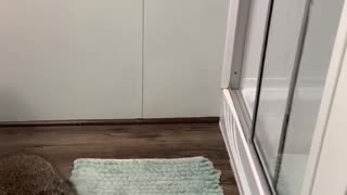 Raccoon Runs Into Shower to Play