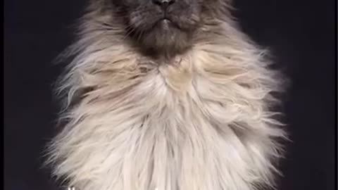 Adorable fluffy cat